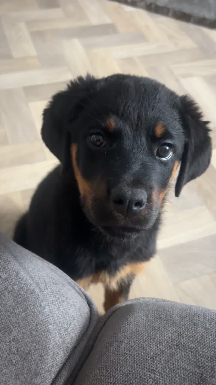 Rottweiler dogs for sale: Female Rottweiler  in Saltburn-by-the-Sea - Video 5