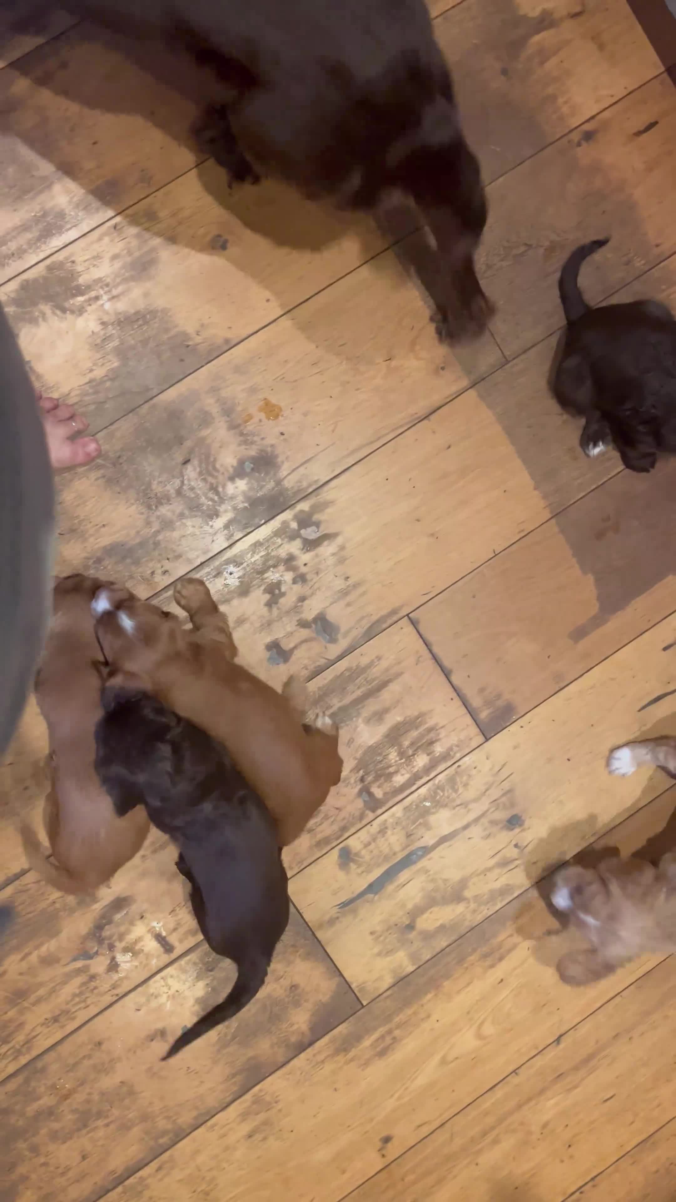 Cocker Spaniel dogs for sale: Pedigree Working Cocker Spaniels 2 boys available - Video 1