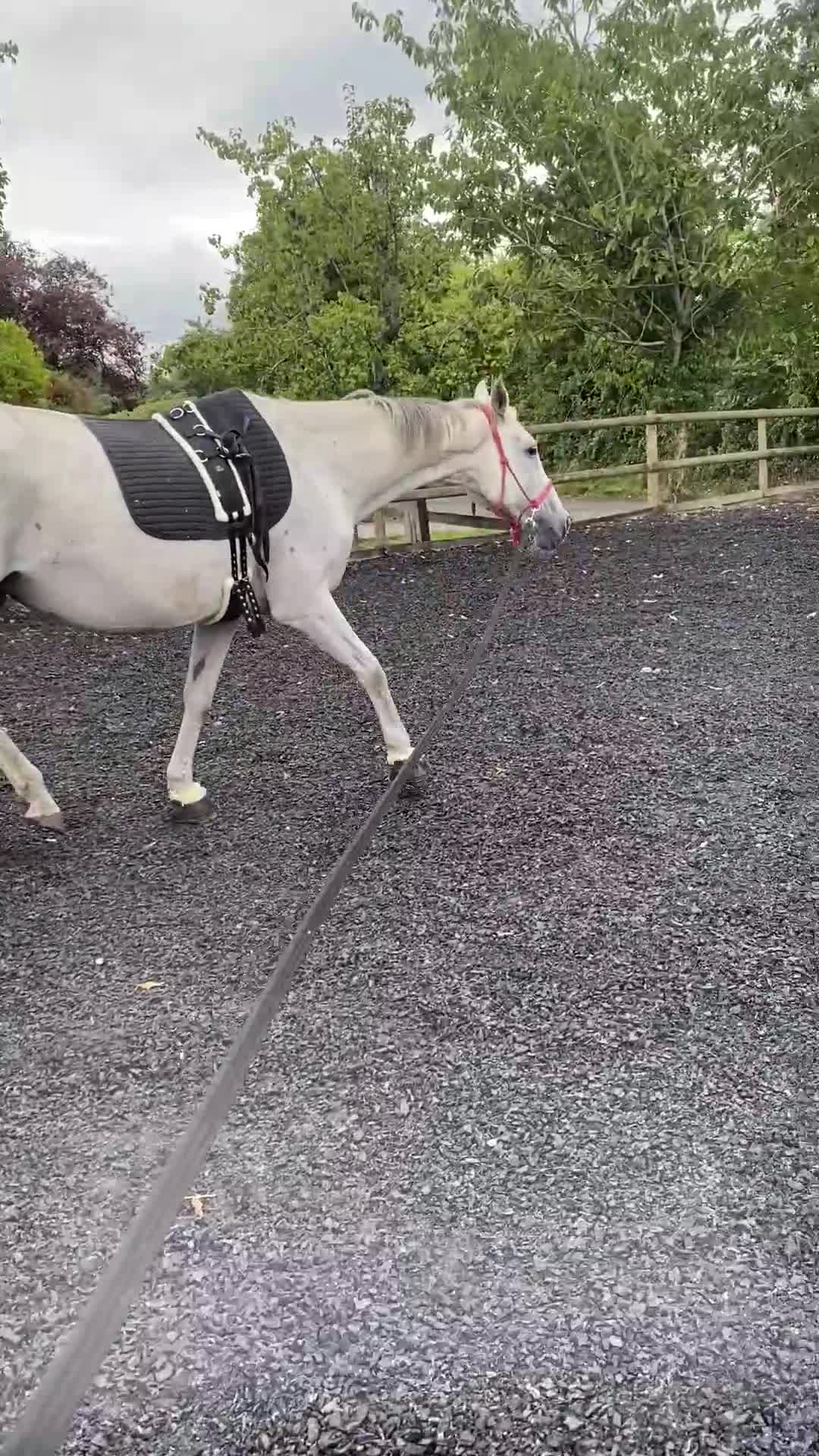 Irish Thoroughbred horses for sale: Irish thoroughbred  - Video 3
