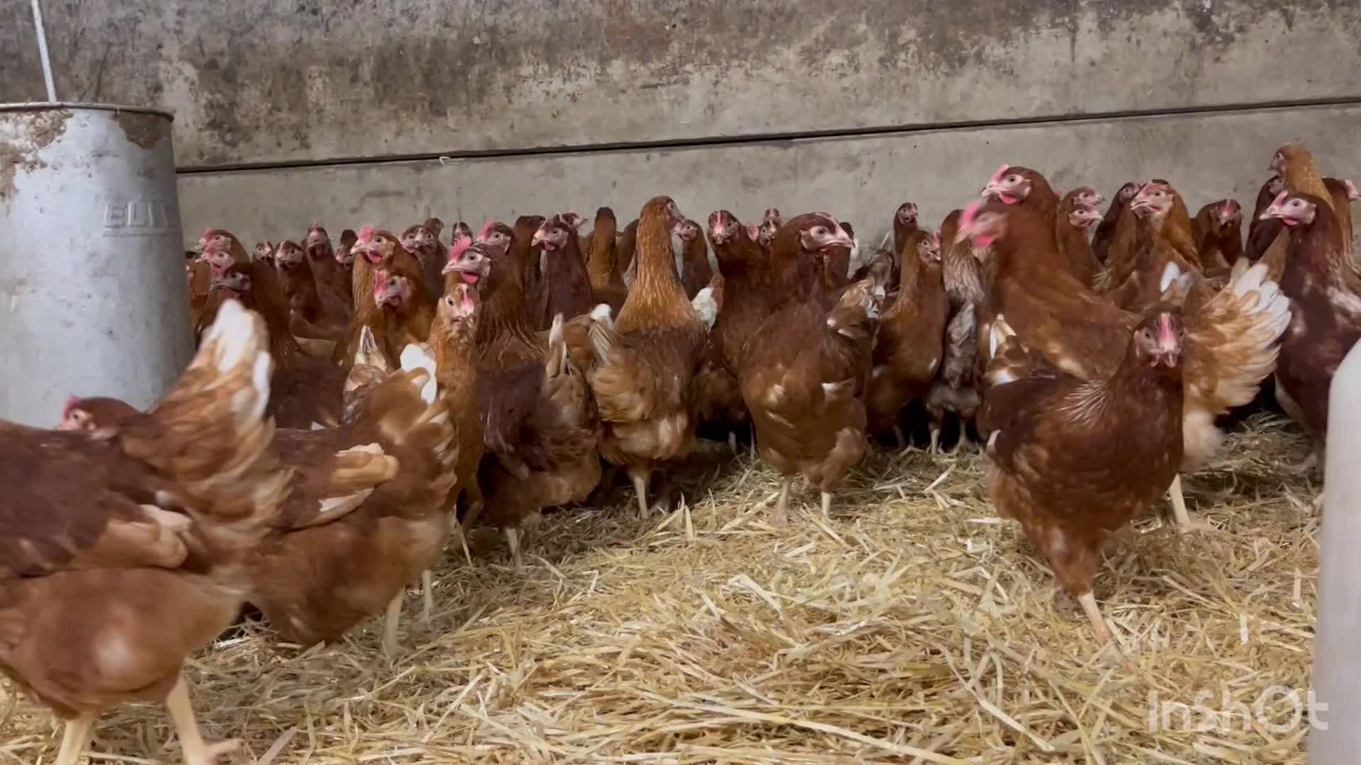 Mixed Breed birds for sale: Lohmann brown hens in Clitheroe - Video 1