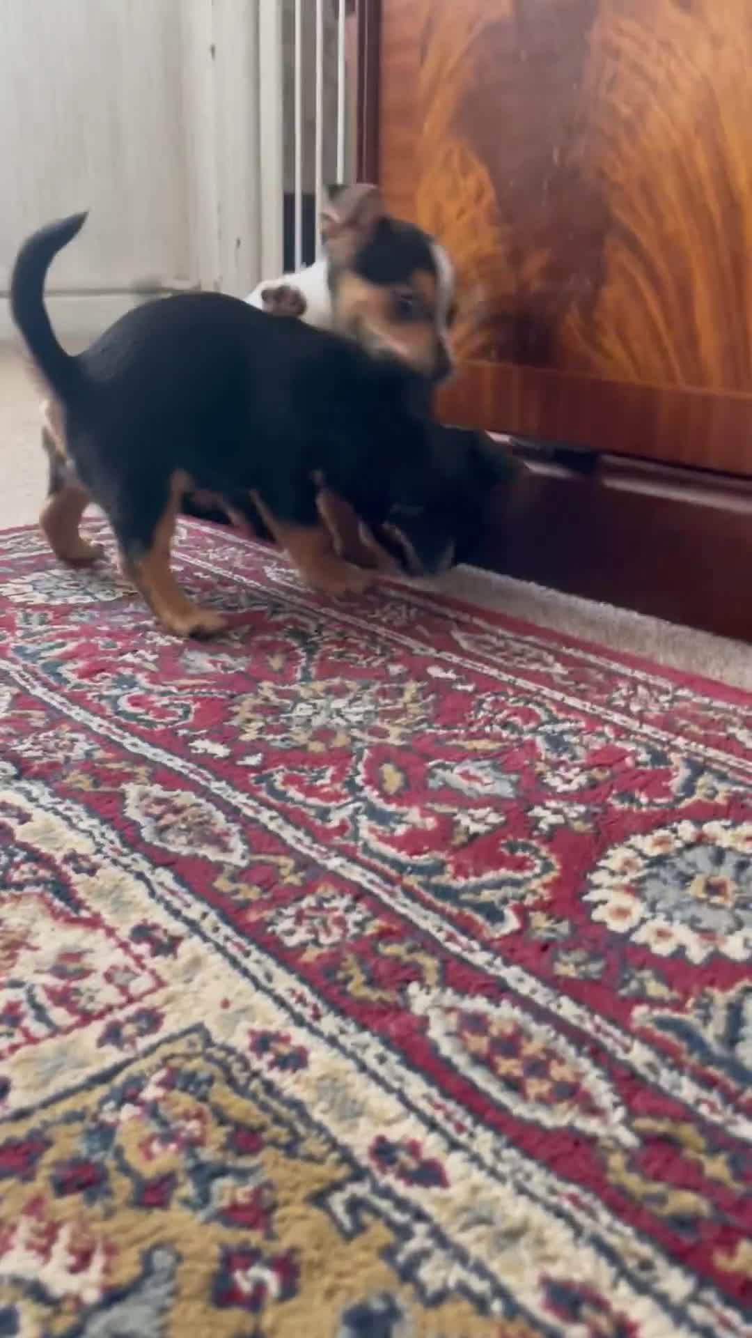 Jack Russell dogs for sale: Jack Russell  in Dorchester - Video 4