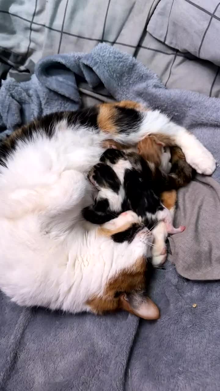 Mixed Breed cats for sale: 2 kittens for sale in Holywell - Video 1