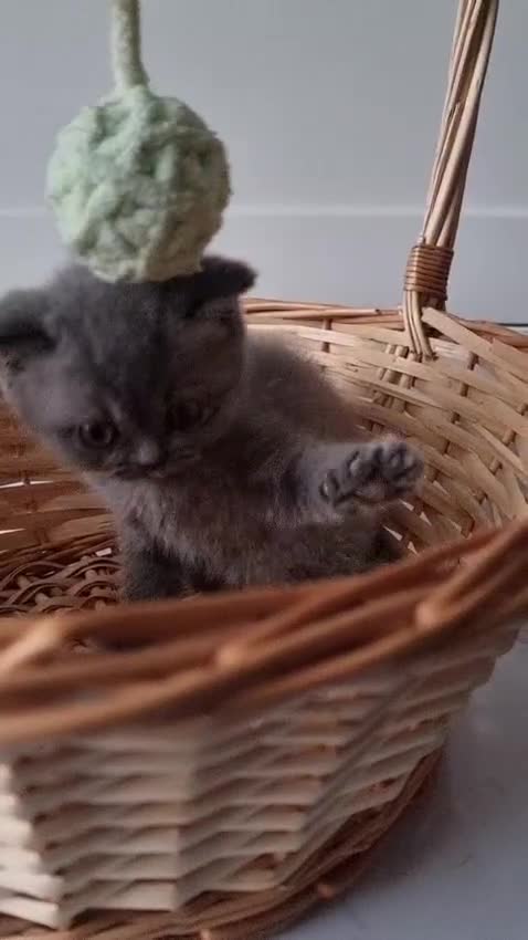 British Shorthair cats for sale: Lilac Blue Female British Shorthair GCCF Pedigree - Video 3