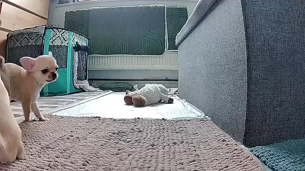 Chihuahua dogs for sale: Beautiful cream girls - Video 1