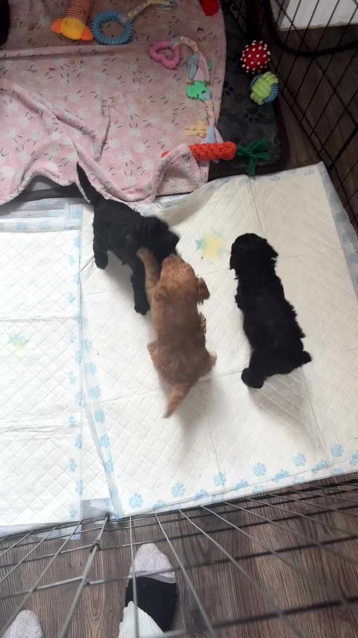 Shihpoo dogs for sale: Shihpoo puppys - Video 4