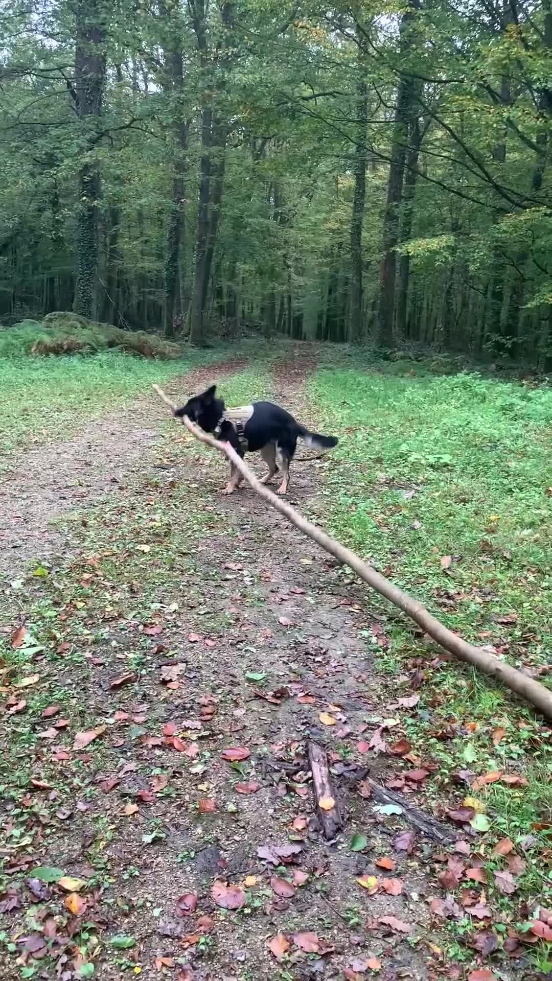 German Shepherd dogs for sale: 5 Year Old German Shepherd for Rehoming - Video 2
