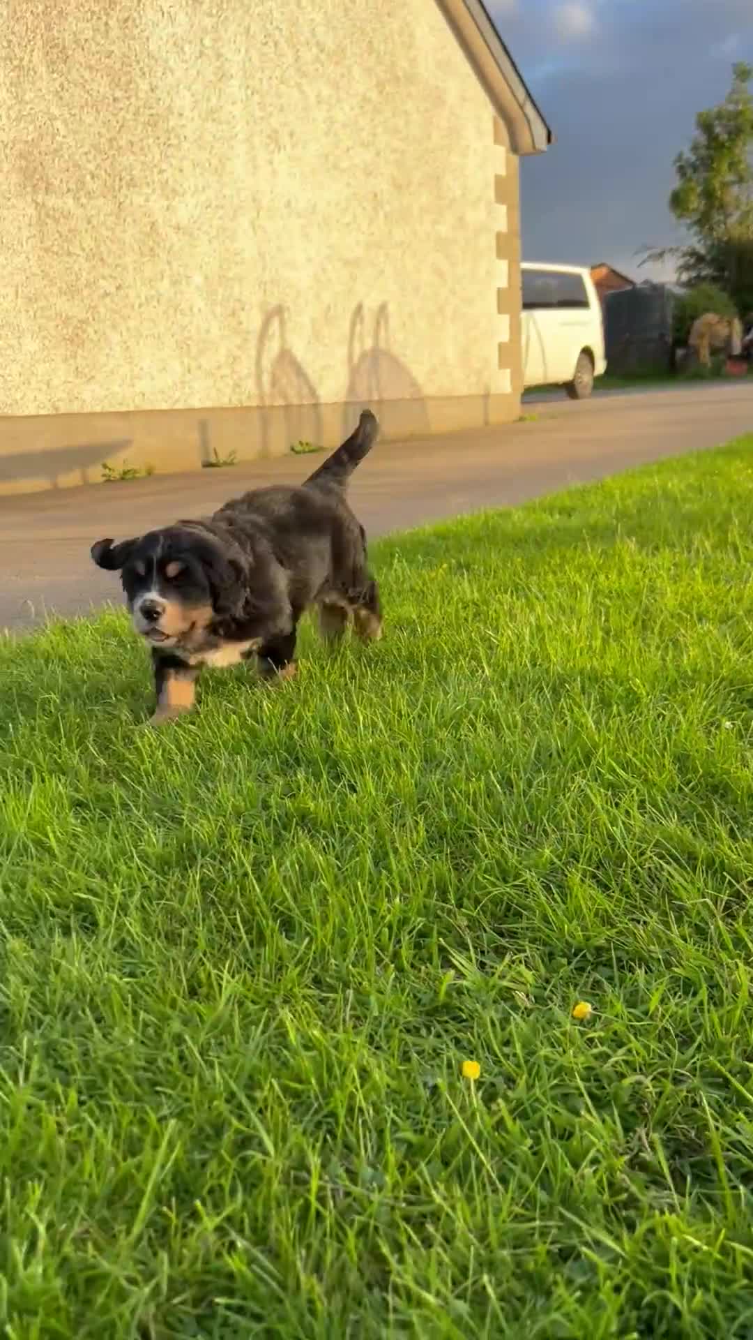 Golden Mountain Dog dogs for sale: Bernese Mountain Dog × Golden Retriever - Video 1