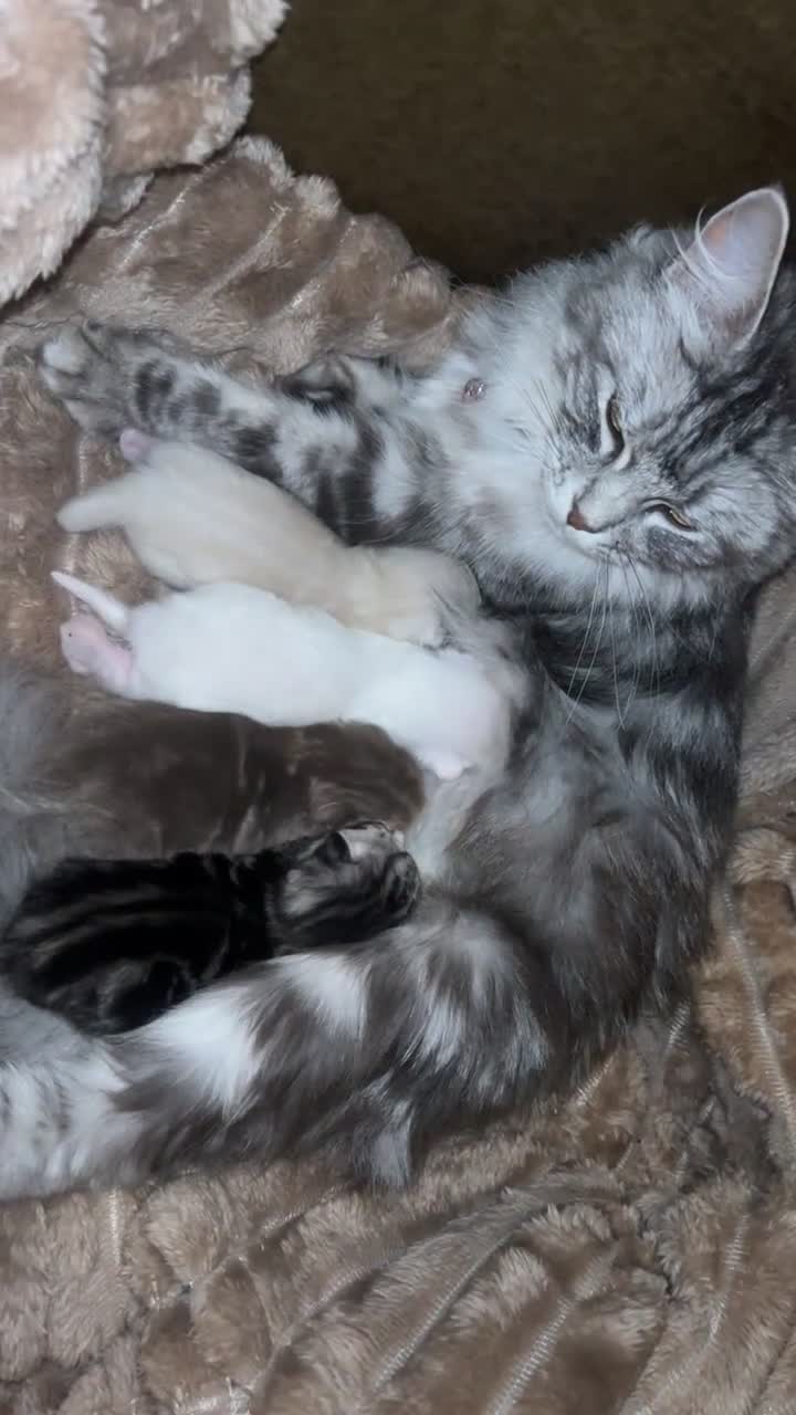 British Shorthair cats for sale: BRITISH SHORTHAIR X KITTENS  - Video 1