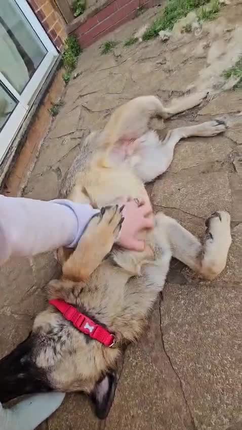 Mixed Breed dogs for sale: Handsome Bob in Midhurst - Video 1