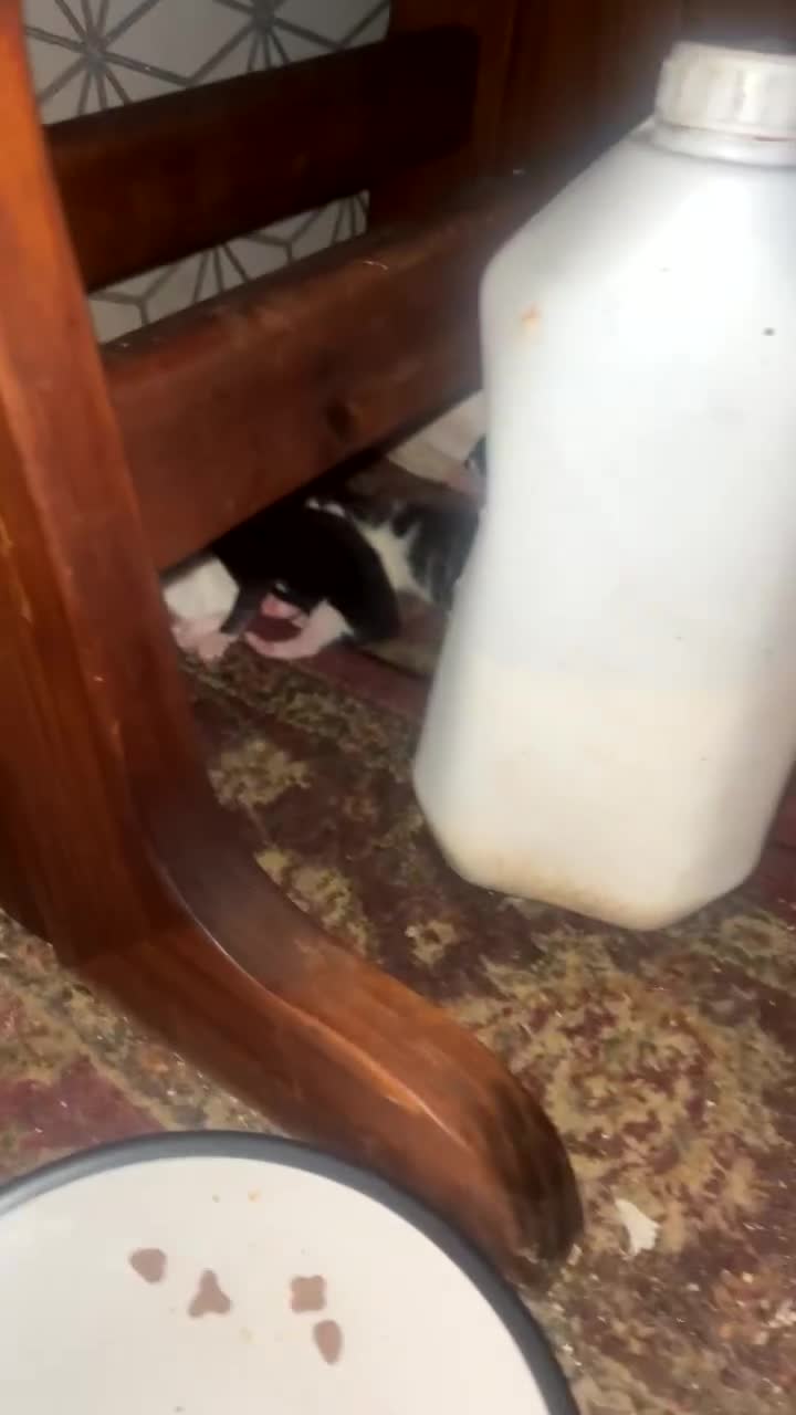 Mixed Breed cats for sale: FOR SALE!! cats and kittens x - Video 5