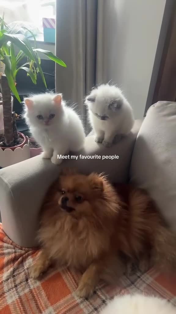 British Longhair cats for sale: One boy leftKittensPersianMumRegistered BLH Dad - Video 3