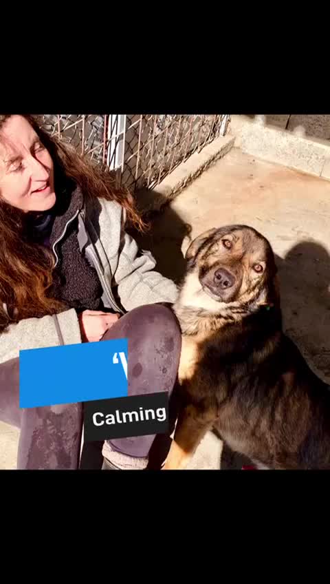 Mixed Breed dogs for adoption: Vernon, 2 yrs approx. Is adopted 🎉🎉. - Video 1