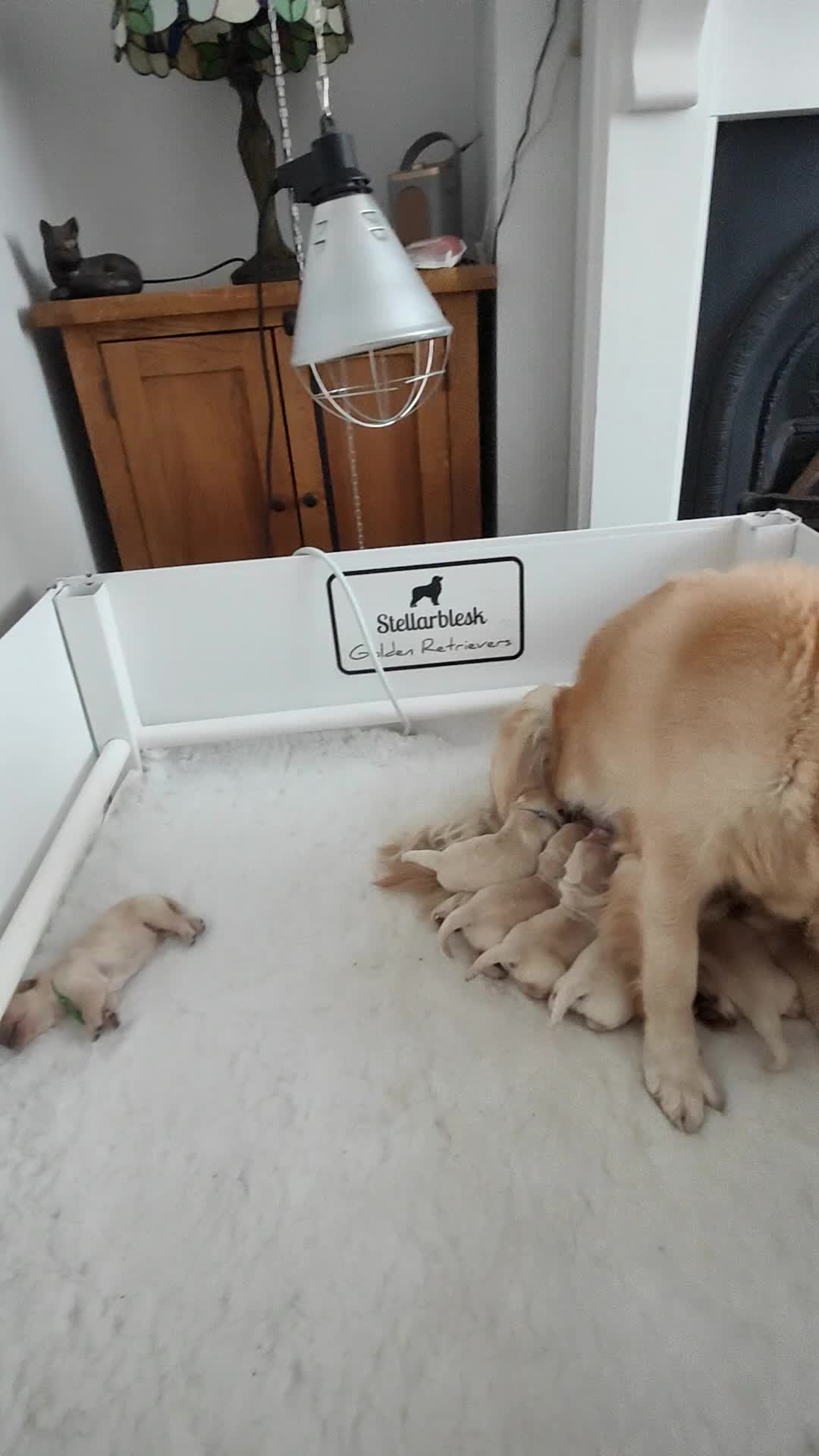 Golden Retriever dogs for sale: Stunning KC chunky show golden retriever puppies  - Video 1