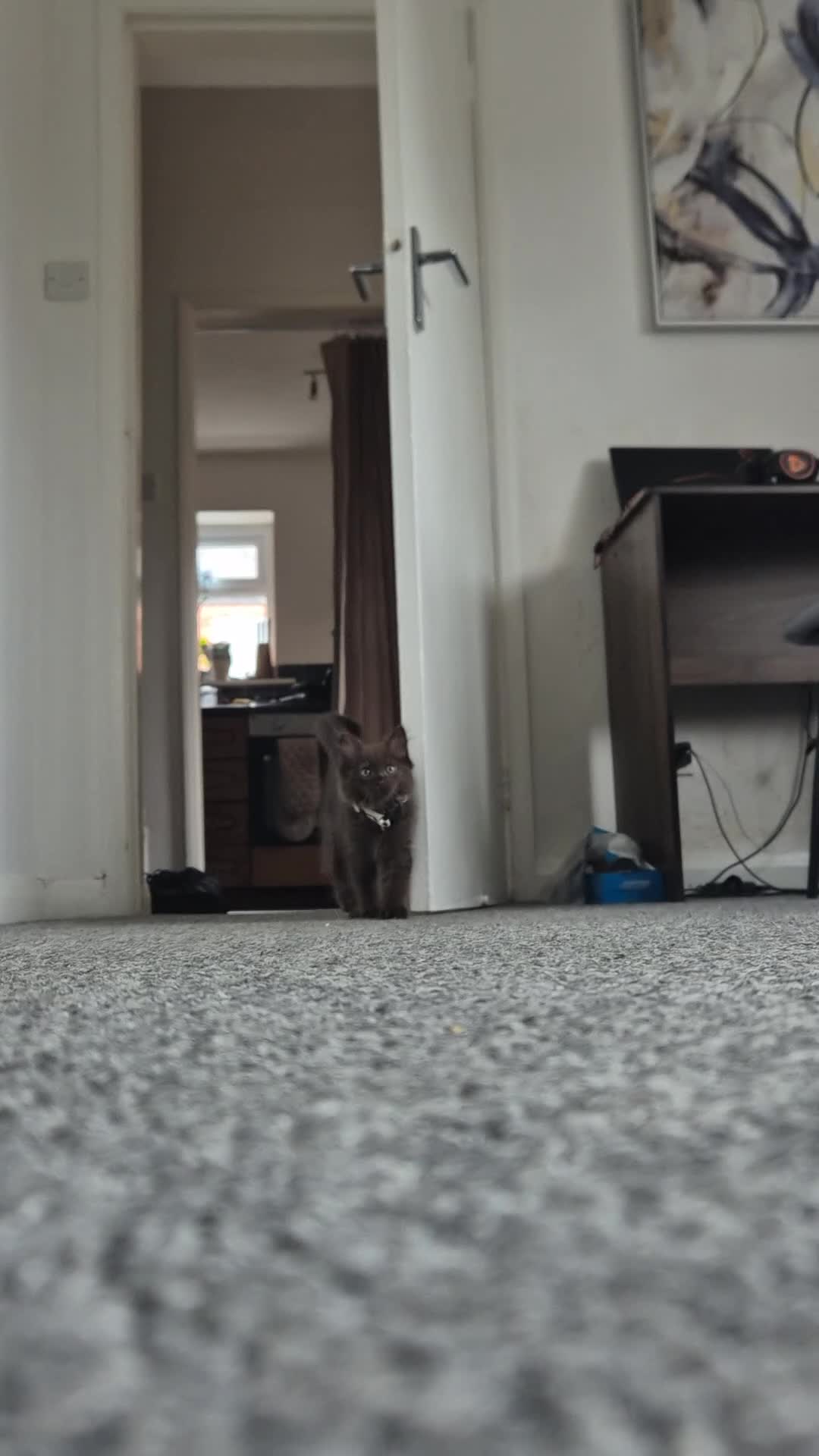 Ragdoll cats for sale: Cute Male Ragdoll Kitten in Warwick - Video 1