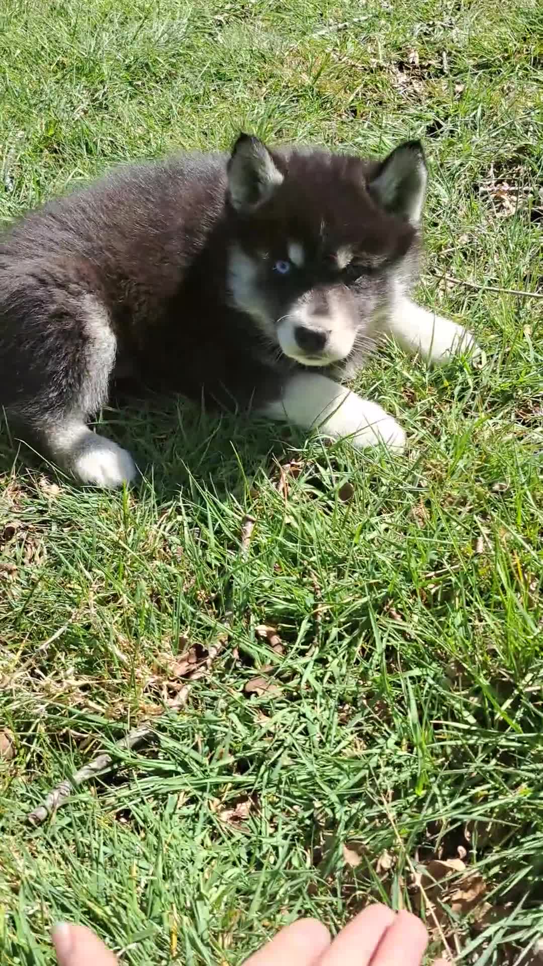 Siberian Husky dogs for sale: Unique Siberian Husky puppies - Video 3