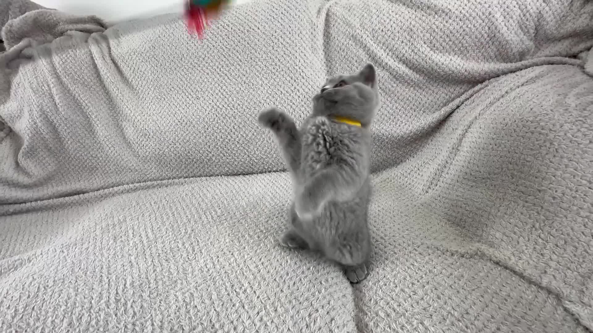 British Shorthair cats for sale: READY NOW 😻Pedigree BSH with perks in Swindon - Video 3
