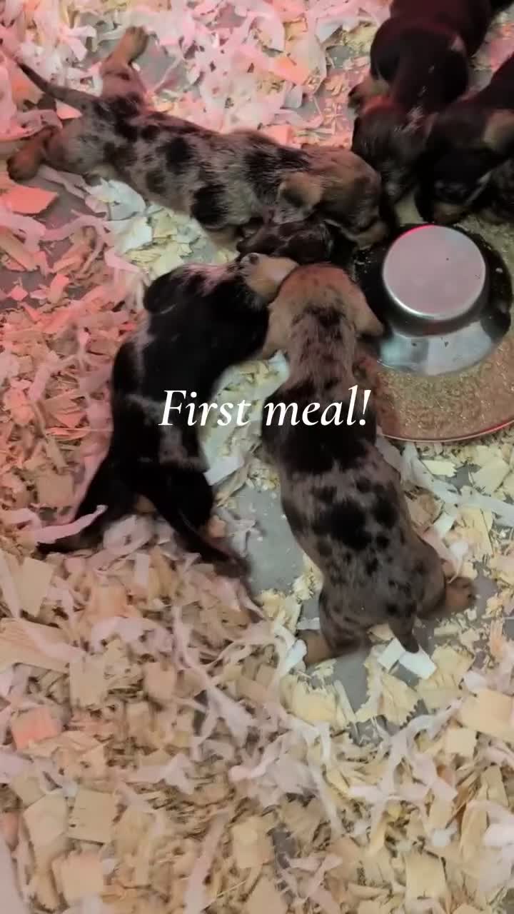 Dachshund dogs for sale: Wire-Haired Dachshund (Teckel) Puppies - Video 2