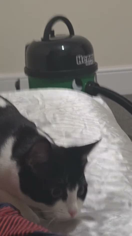 Mixed Breed cats for sale: Black and white cat for rehoming  in Grantham - Video 4