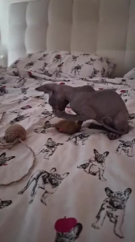 Sphynx cats for sale: Canadian sphynx kittens looking for home - Video 1