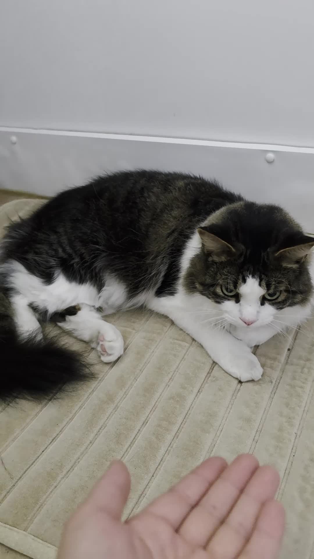 Mixed Breed cats for sale: Beautiful Long-Haired Male Cat in Haverhill - Video 1
