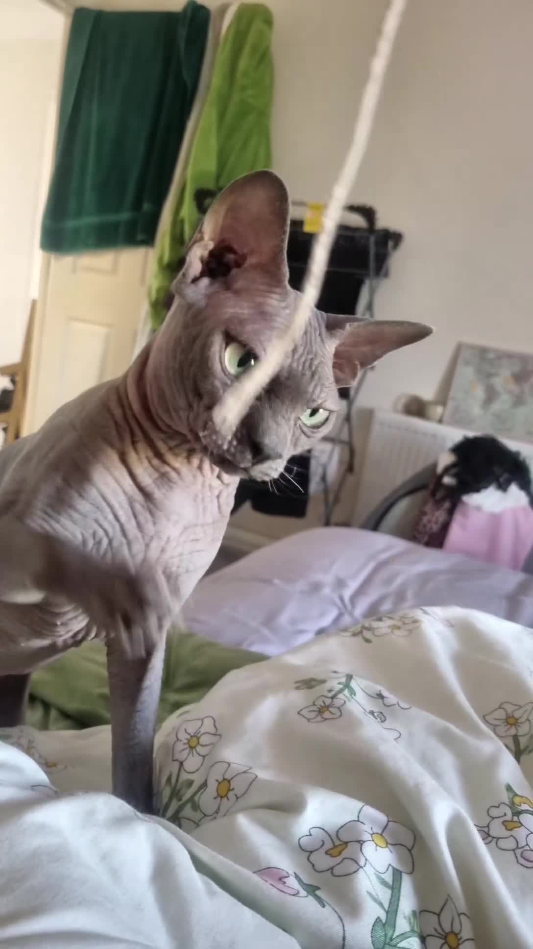 Sphynx cats for stud: Sphynx stud  - Video 1
