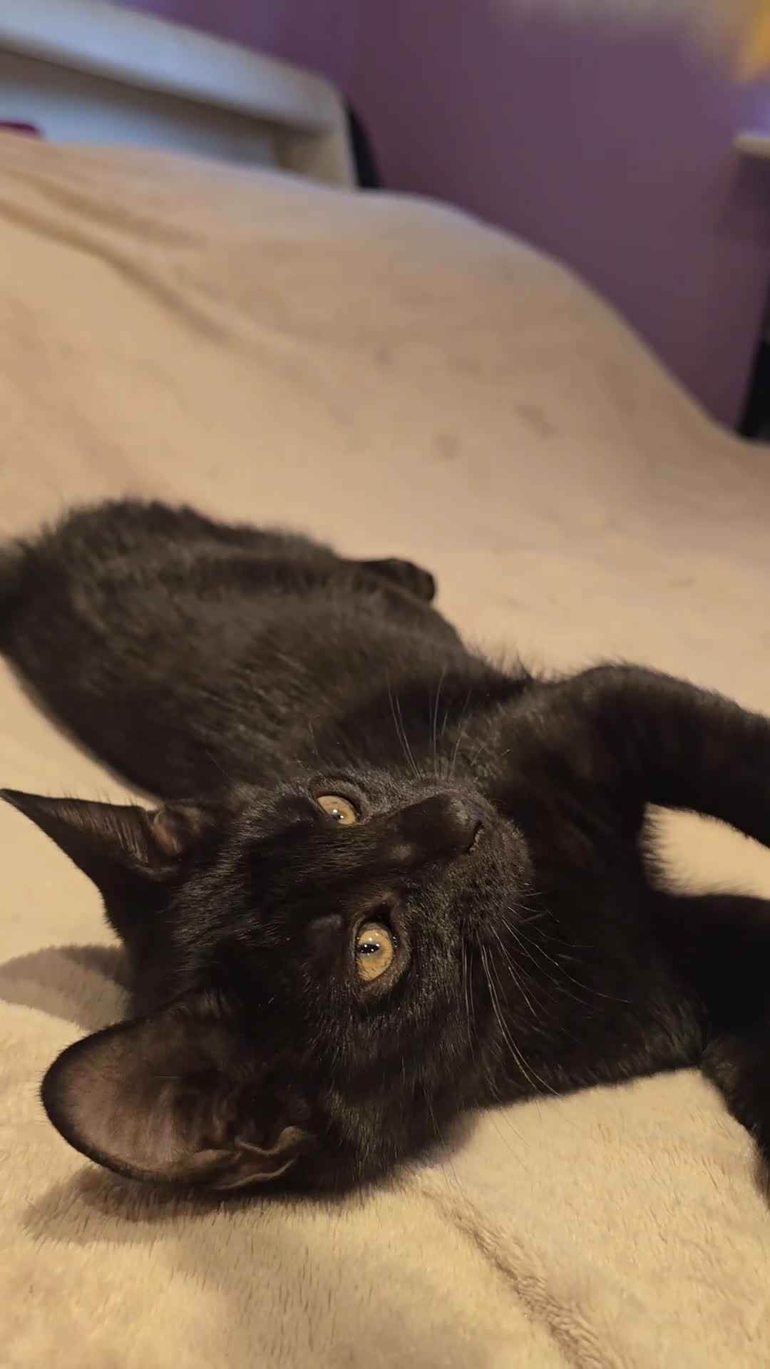Mixed Breed cats for sale: Vaccinated microchipped BOY KITTEN🐾ready-LAST ONE - Video 1