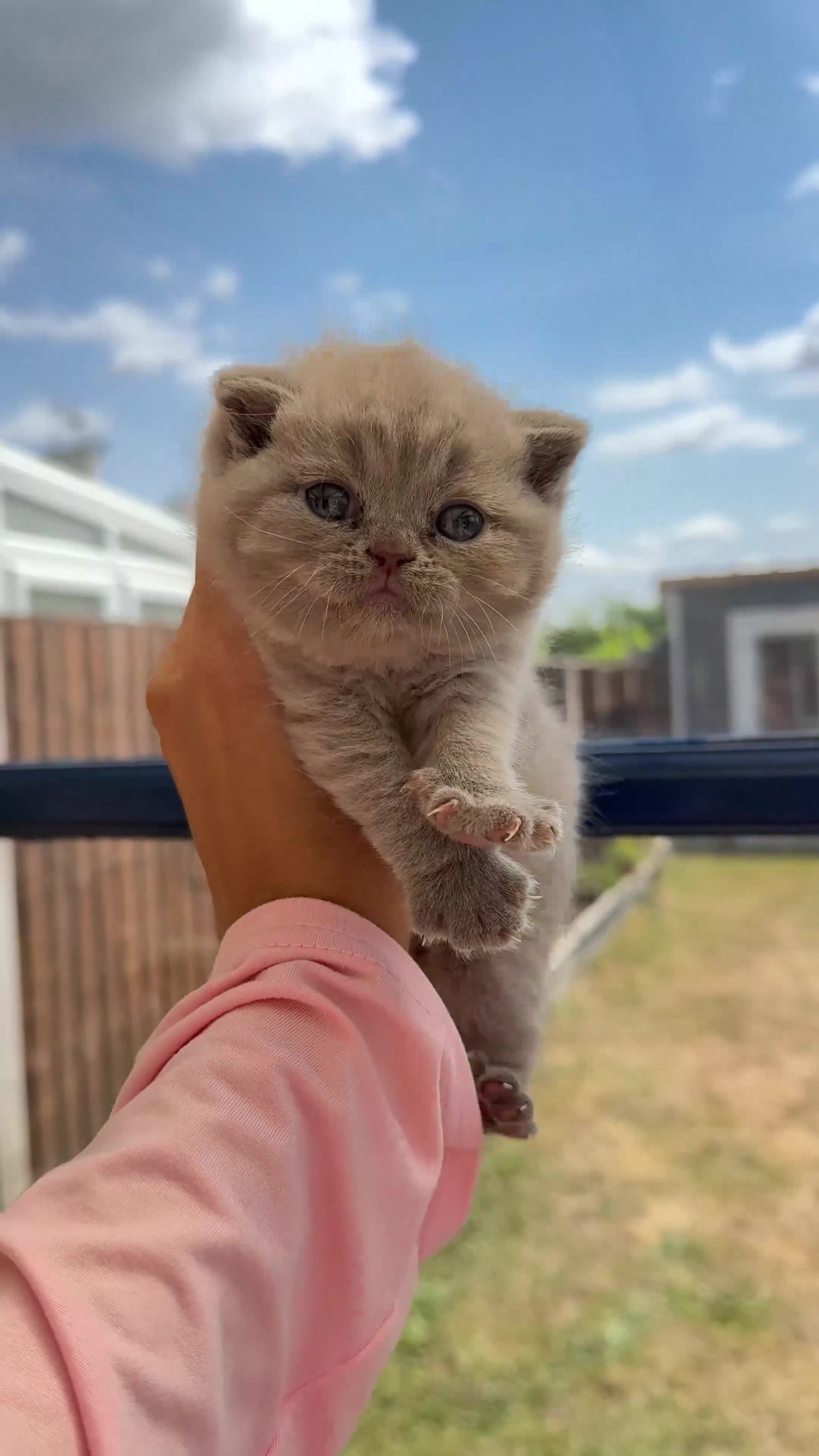 British Shorthair cats for sale: Stunning BSH kittens  - Video 1