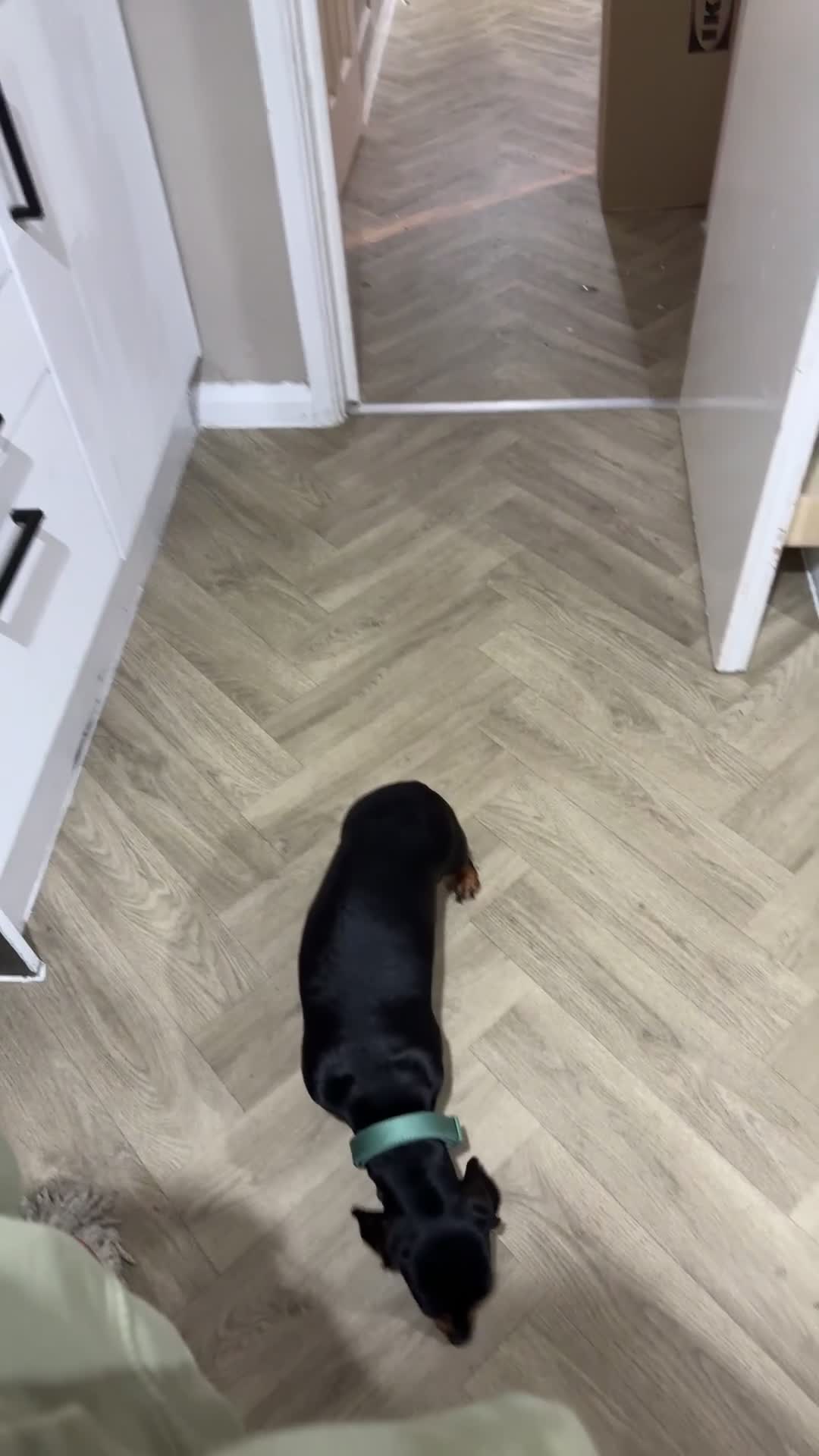 Miniature Dachshund dogs for sale: Miniature Dachshund  - Video 1