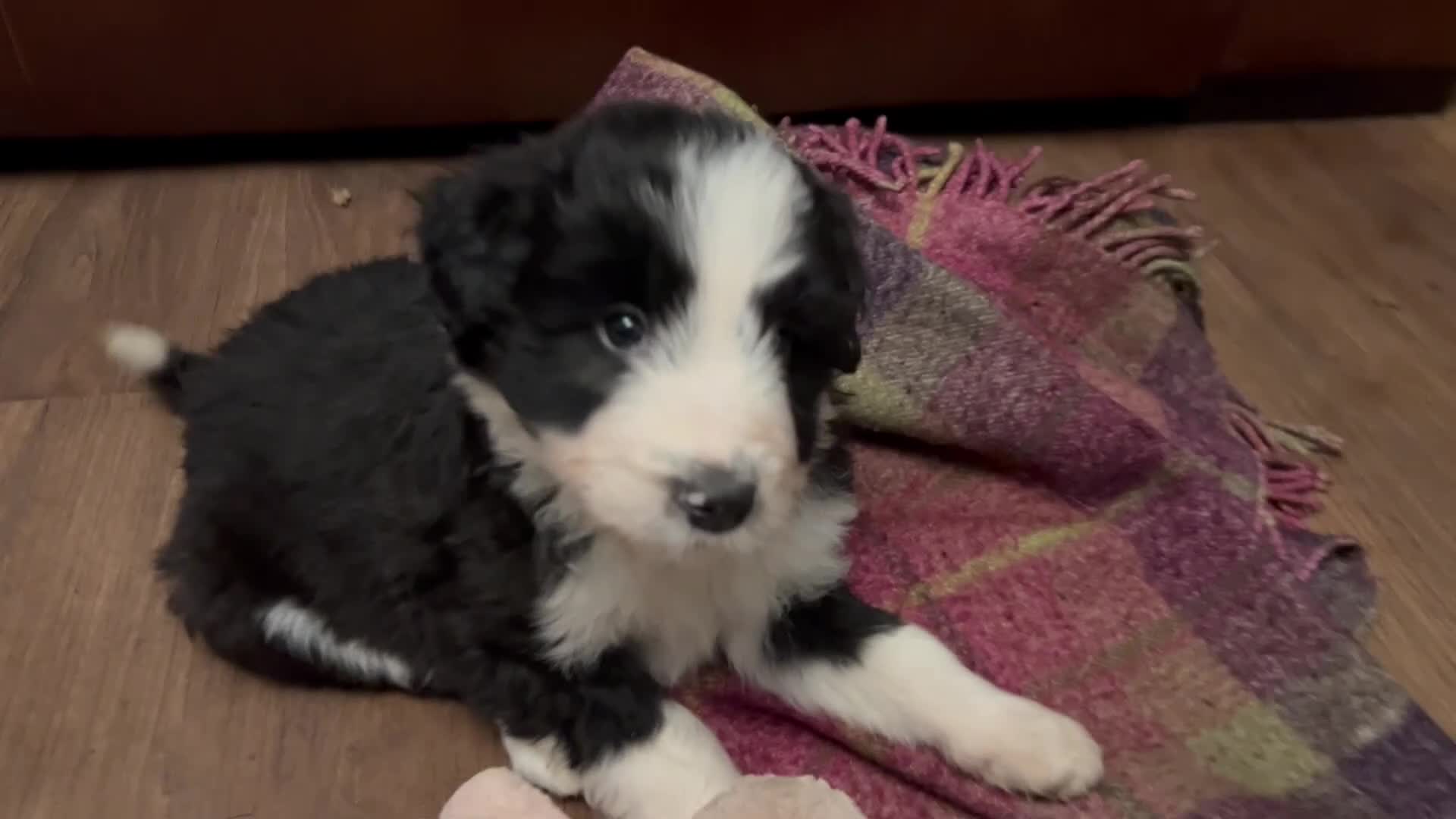 Bordoodle dogs for sale: Gorgeous Collie x poodle pups  - Video 1