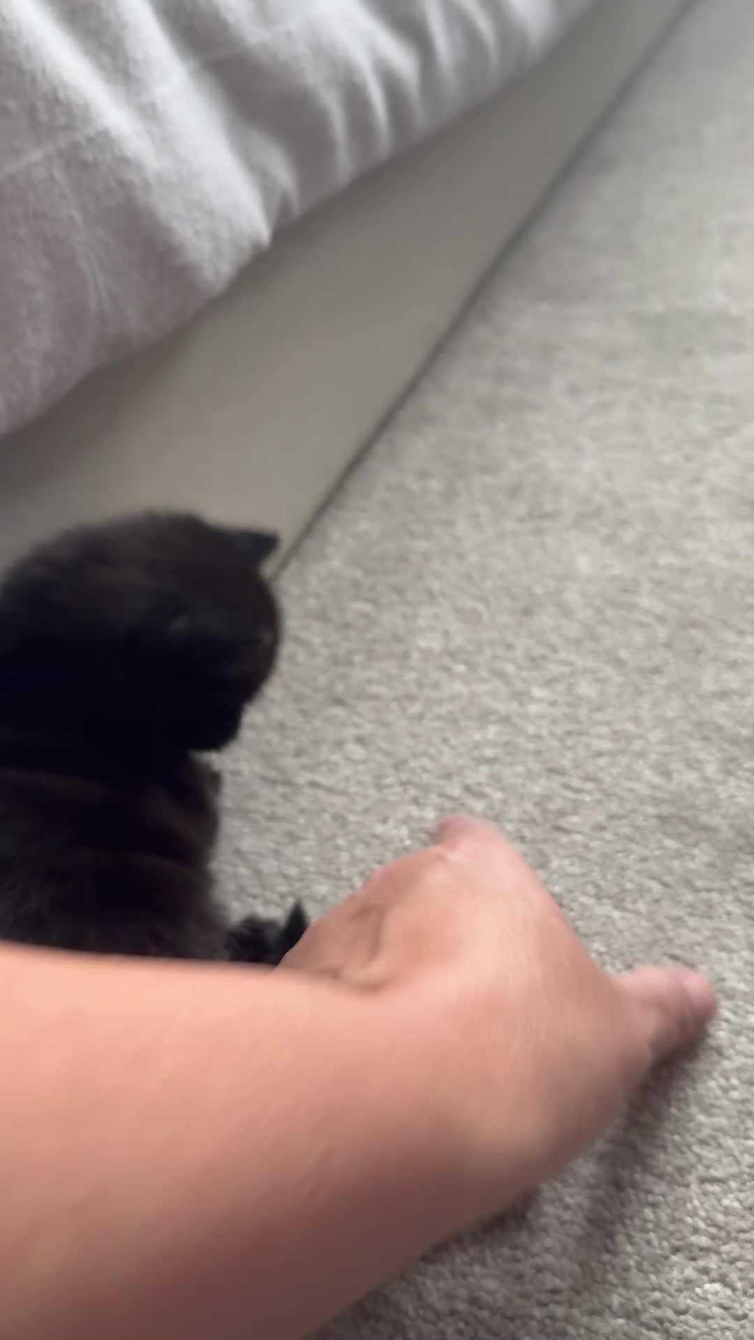 Maine Coon cats for sale: Maine Coon cross  in Macclesfield - Video 2