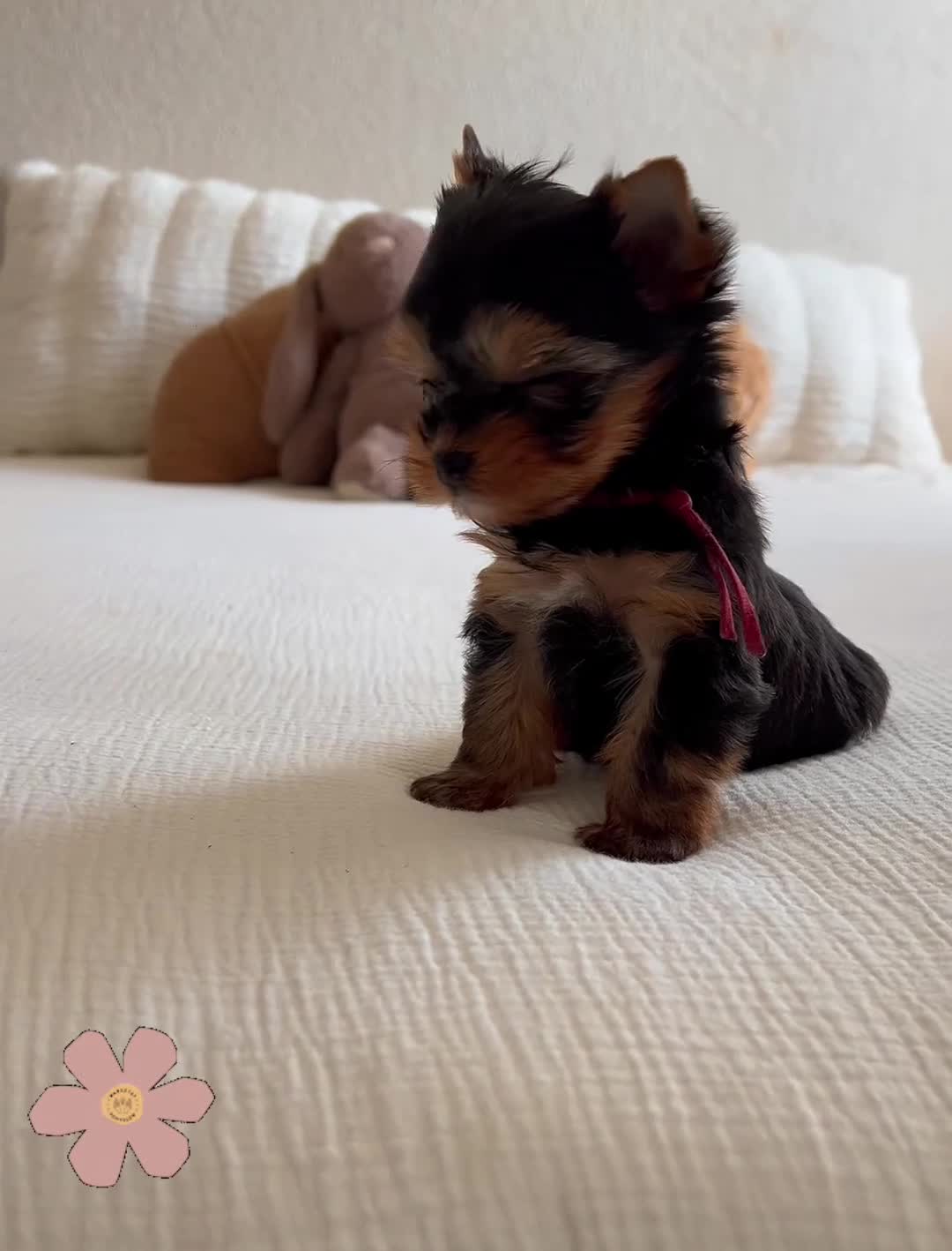 Yorkshire Terrier dogs for sale: 🌺 Only one tiny little girl is still available🌺 - Video 2