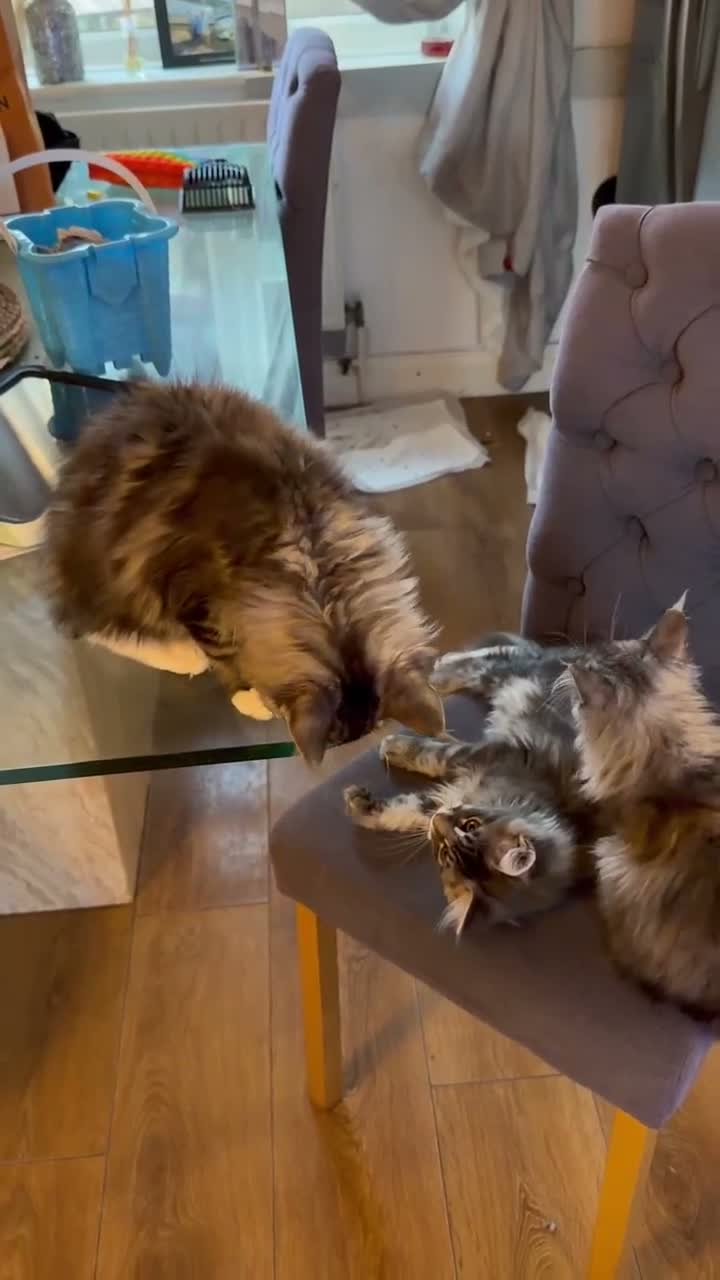 Maine Coon cats for sale: Big Personality MaineCoon in Bishop's Stortford - Video 1