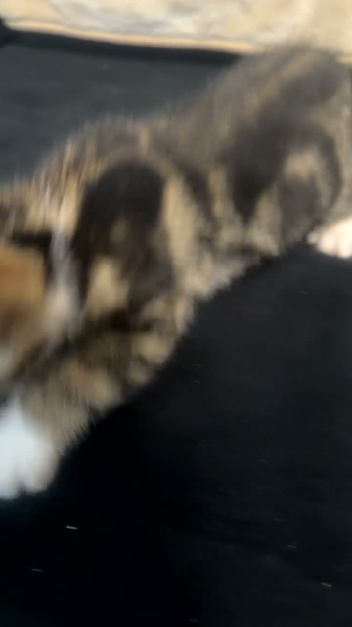 Mixed Breed cats for sale: Six kittens in Leeds - Video 1
