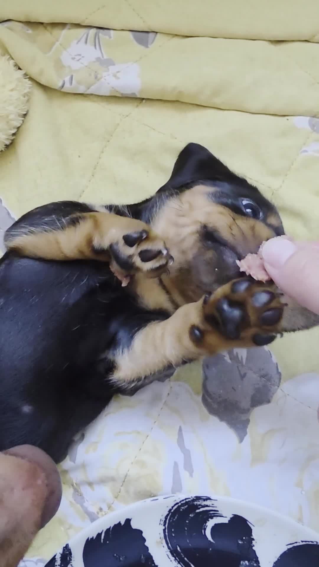 Miniature Dachshund dogs for sale: 2 female mintiure dachshund ready soon - Video 2