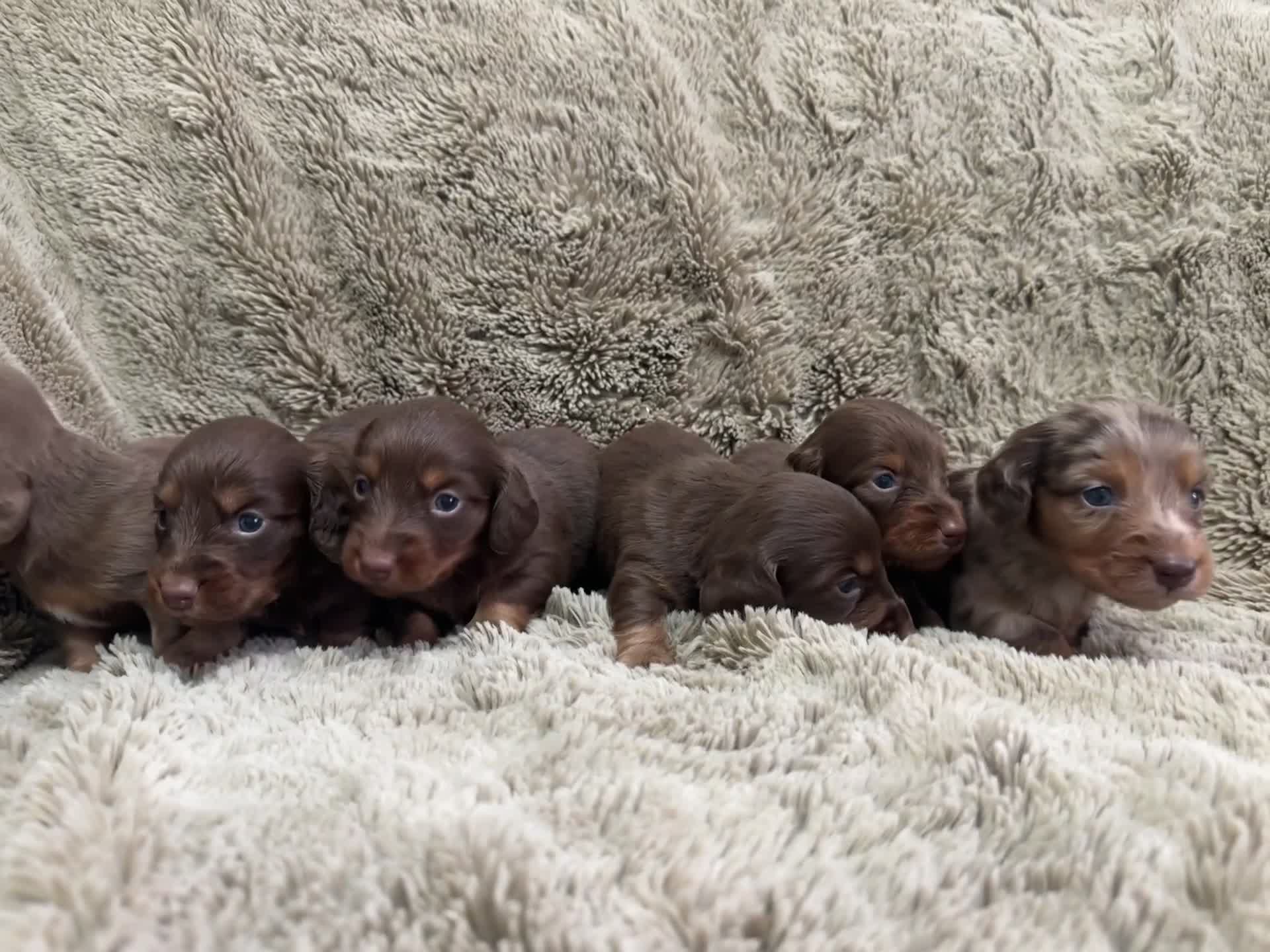 Dachshund dogs for sale: LONG HAIR MINIATURE DACHSHUNDS🤍 - Video 1