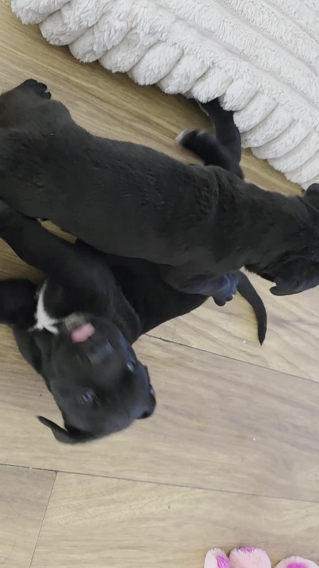 Cane Corso dogs for sale: Big chunky boy - Video 1