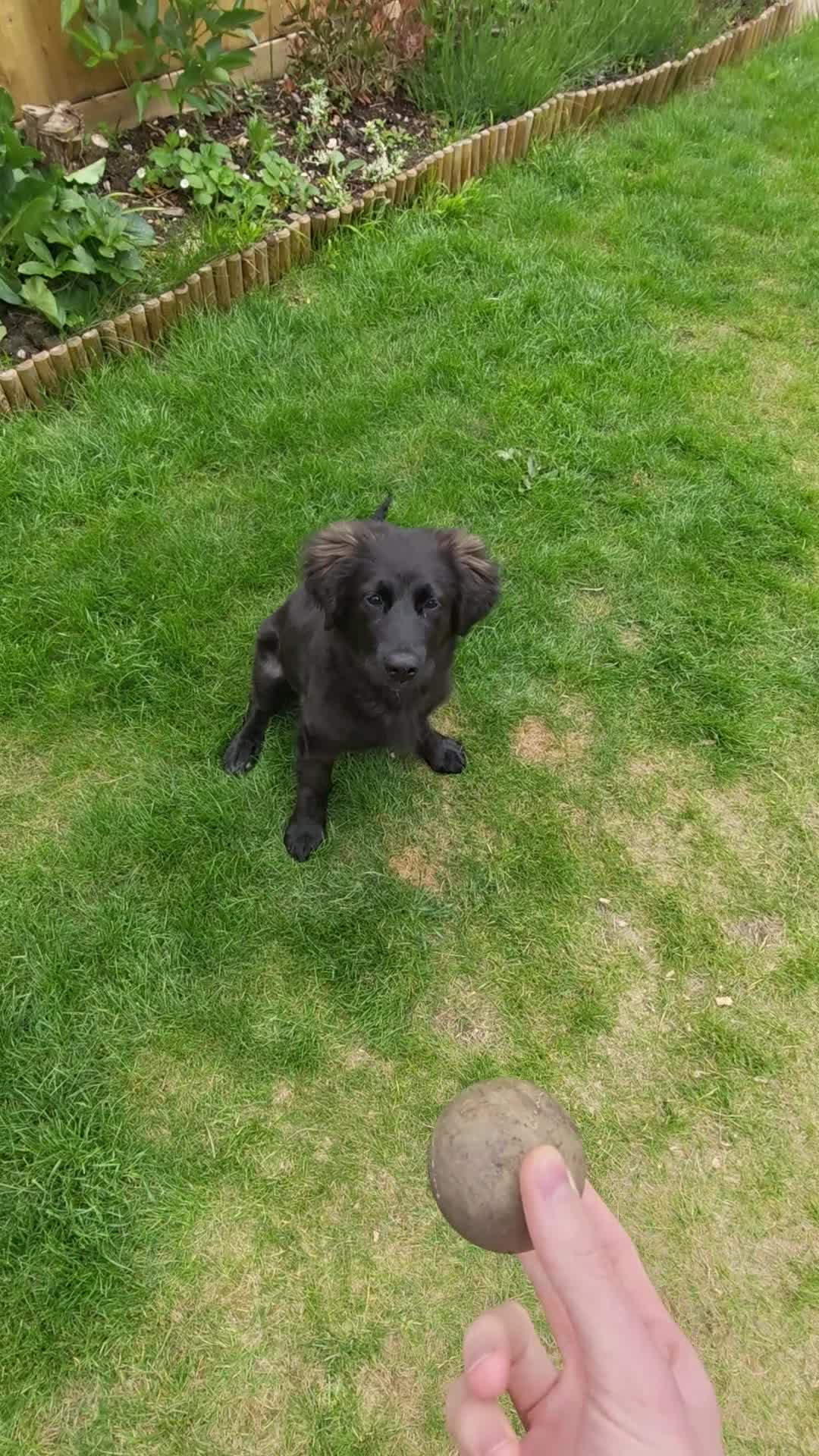 Golden Shepherd dogs for sale: Golden Shepherd Girl For New Home in Cheltenham - Video 2