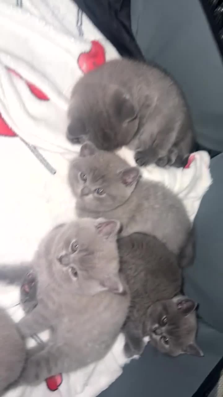 British Shorthair cats for sale: British shorthair X Russian blue viewing welcome  in London - Video 1