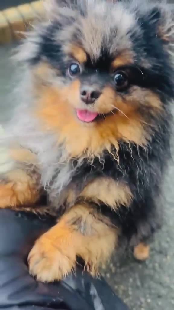 Pomeranian dogs for sale: AMAZING QUALITY POMERANIANS - Video 2