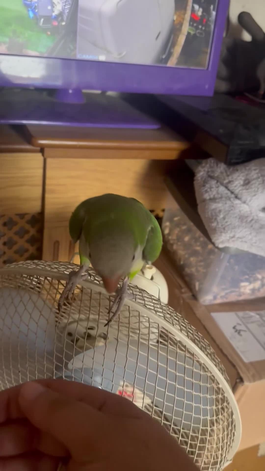 Parakeets birds for sale: Male Tame Quaker Parrot - Video 1
