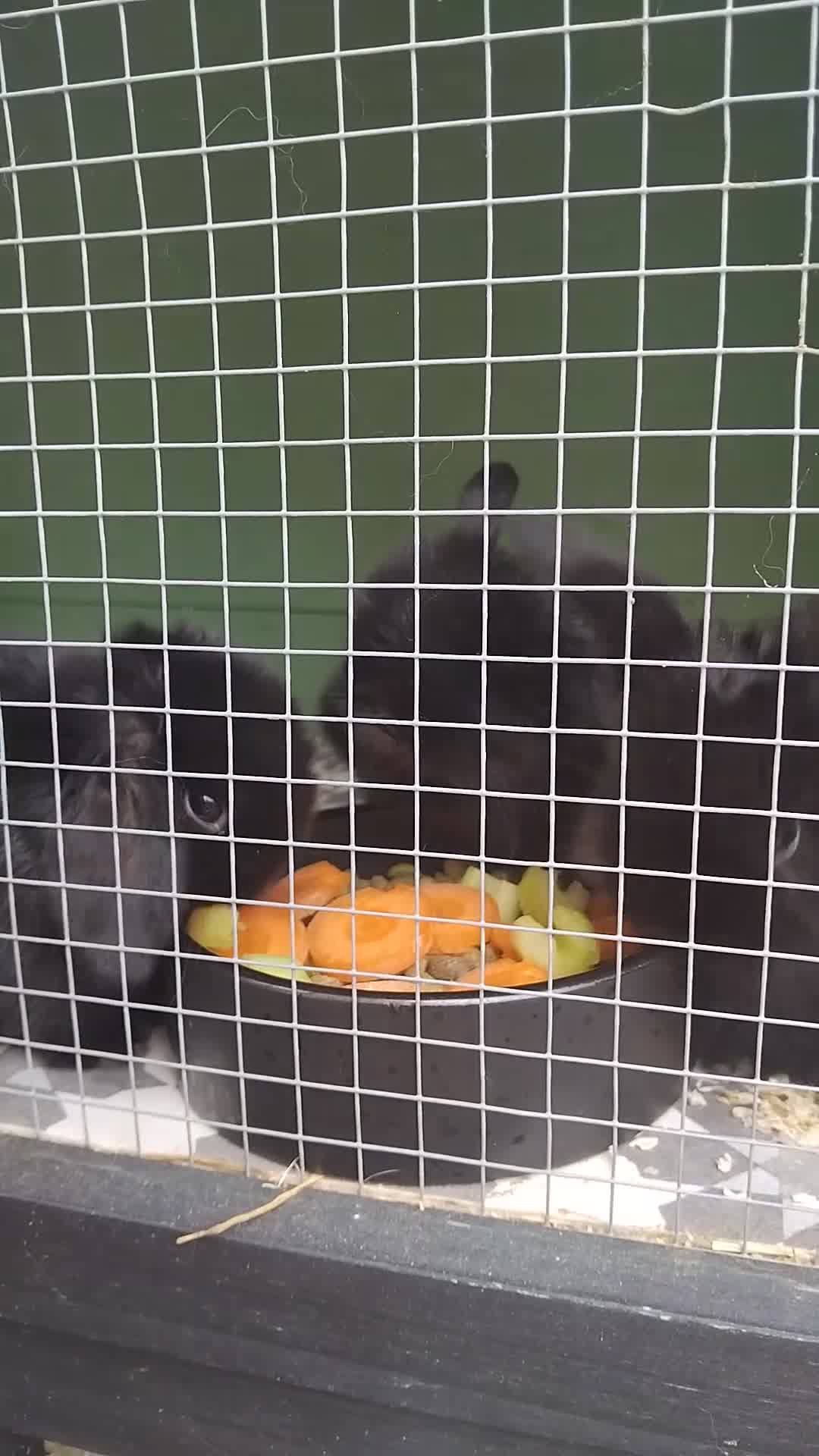 Mini Lion Lop rabbits for sale: Stunning Mini LionLops for Sale  - Video 1