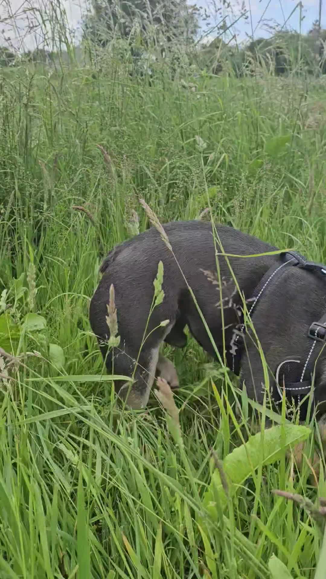 French Bulldog dogs for sale: French bulldog for sale  - Video 1