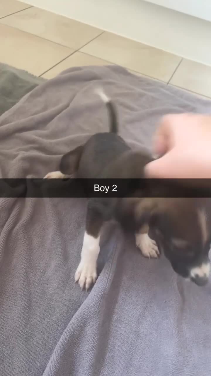 Mixed Breed dogs for sale: 5 saluki grayhound pups ready to go  - Video 5