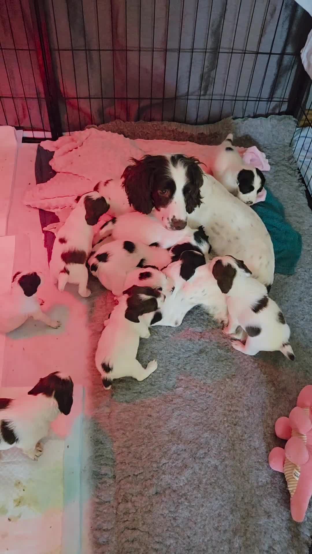 English Springer Spaniel dogs for sale: Health Tested Parents- KC Registered ESS - Video 2