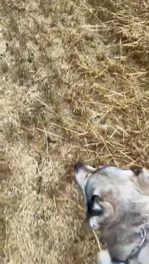 Mixed Breed dogs for sale: 🐾 Armenian Shepherd Security Dog - Meet Mango 🐾 - Video 1