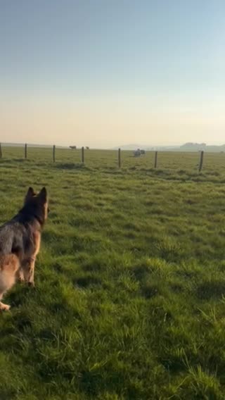 German Shepherd dogs for stud: German shepard for good home in Eastbourne - Video 3