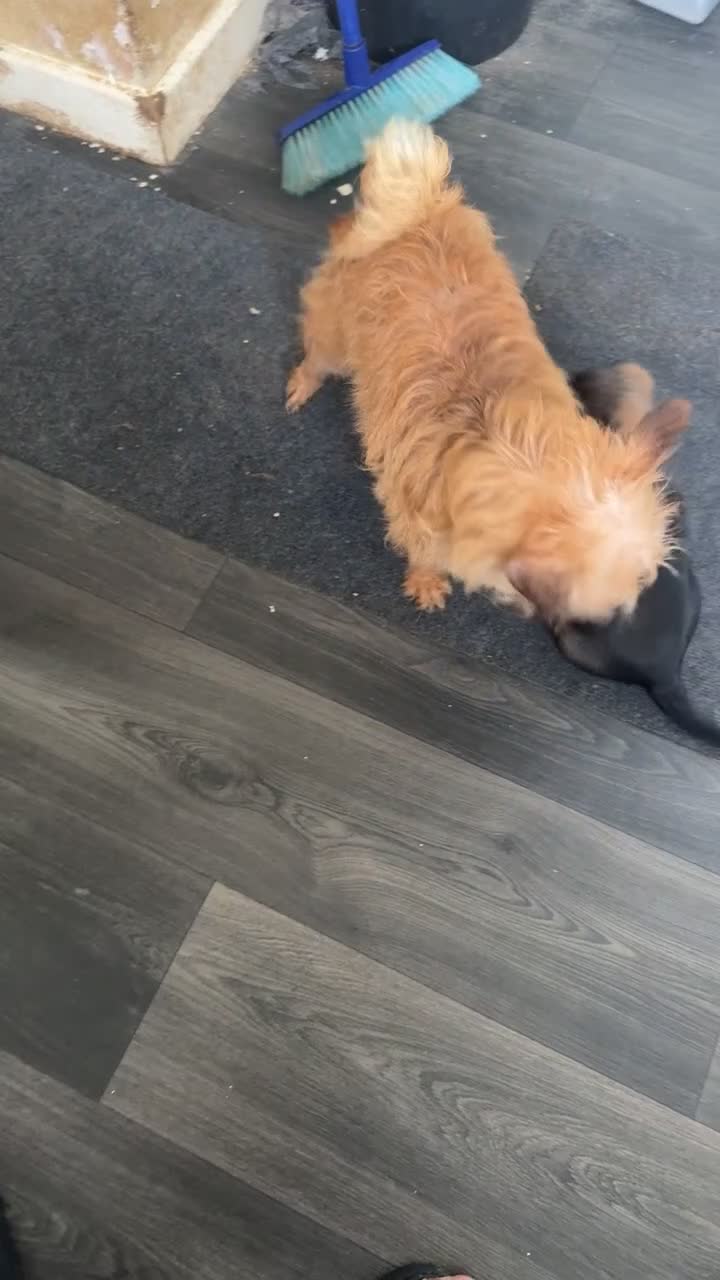 Mixed Breed dogs for sale: Cute puppy  - Video 1
