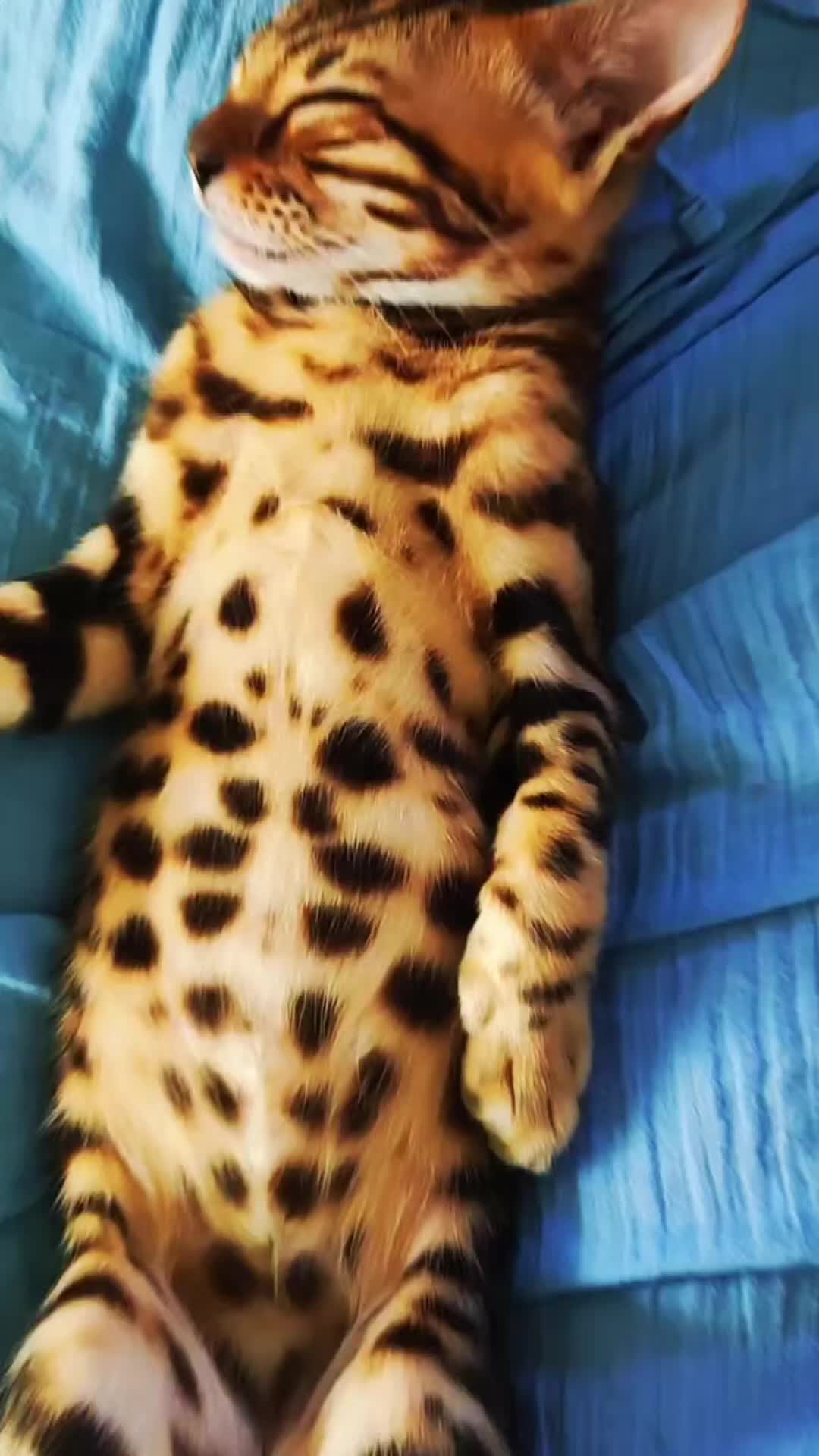 Bengal cats for sale: 🔥The Cutest Bengals in the UK? Come See 😺 🐾 - Video 1