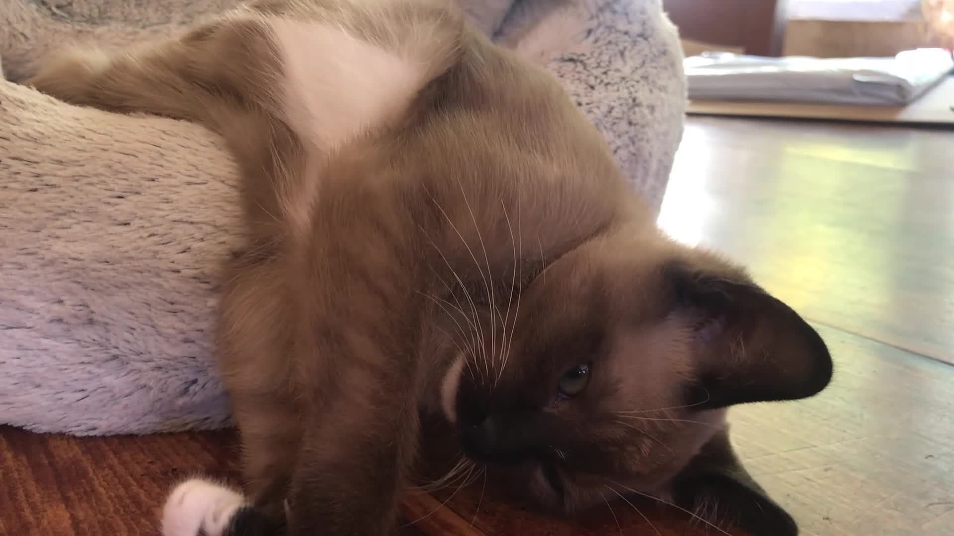 Tonkinese cats for sale: Exquisite Tonkdolls - Video 4