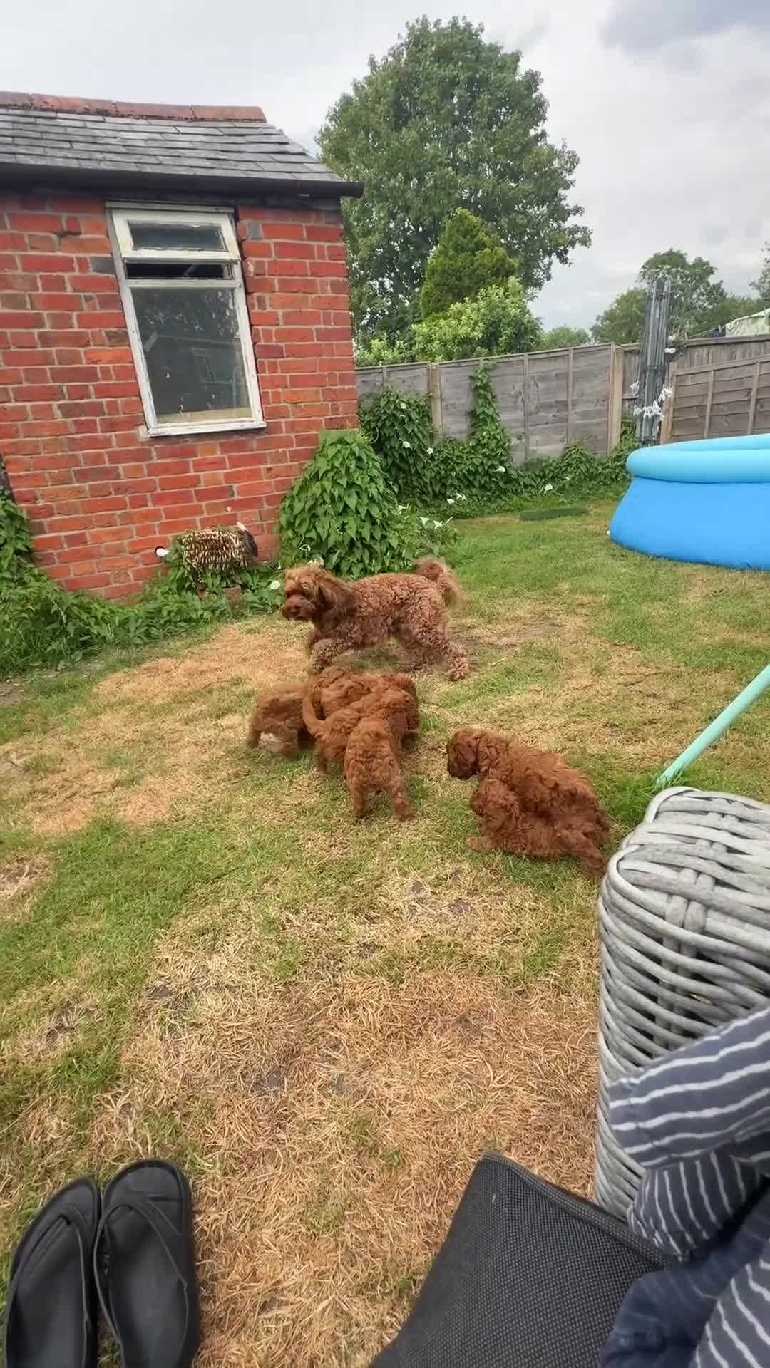 Cockapoo dogs for sale: Beautiful All Fox Red F1BB Cockapoo Puppies  - Video 1